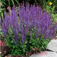 Шалфей дубравный (Сальвия) ‘Konigin Violet’ (Конигин Виолет)