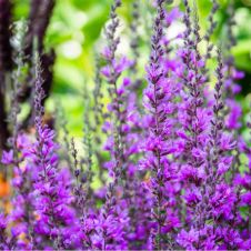 Шалфей дубравный (Сальвия) ‘Konigin Violet’ (Конигин Виолет)