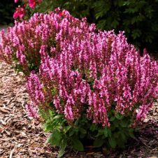 Шалфей дубравный ‘Rose Queen’ (Роуз Квин)