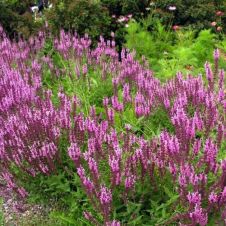 Шалфей дубравный ‘Rose Queen’ (Роуз Квин)