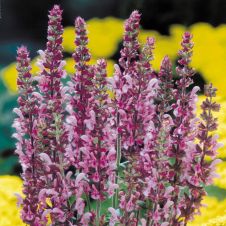 Шалфей дубравный ‘Rose Queen’ (Роуз Квин)