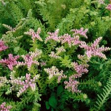 Очиток (Седум) ‘Sea Star’ (Си Стар)