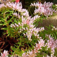 Очиток (Седум) ‘Sea Star’ (Си Стар)