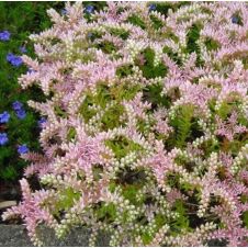 Очиток (Седум) ‘Sea Star’ (Си Стар)