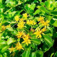 Очиток (Седум) ‘Spirit’ (Спирит)