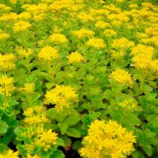 Очиток (Седум) ‘Spirit’ (Спирит)