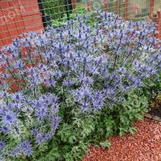 Эрингиум (Синеголовник плосколистный) ‘Blue Glitter’ (Блю Глиттер)