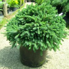 Ель Канадская «Echiniformis» (Эхиниформис)