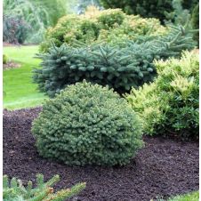 Ель Канадская «Echiniformis» (Эхиниформис)