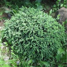 Ель Канадская «Echiniformis» (Эхиниформис)