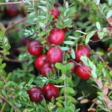 Клюква Бейн 6 С2