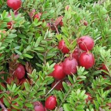 Клюква Мак Фарлайн С2