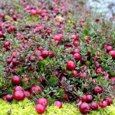 Клюква Мак Фарлайн С2