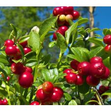 Клюква Ховес С2