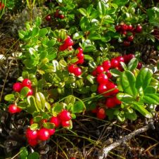 Клюква Ховес С2