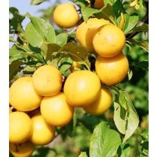 Слива Вика С7