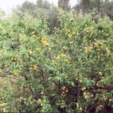 Слива Вика С7