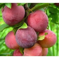 Слива Тимошка С7