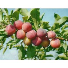 Слива Тимошка С7