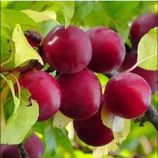 Слива Шелест С7