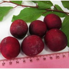 Слива Шелест С7