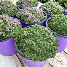 Тимьян Пигмей С2