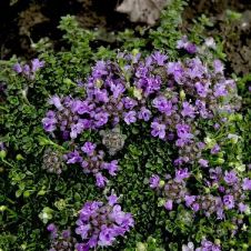 Тимьян Пигмей С2