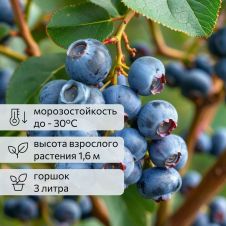 Голубика Элизабет