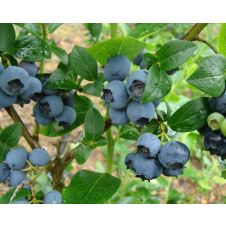 Голубика Элизабет