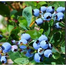 Голубика Элизабет