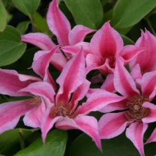 Клематис Duchess of Albany