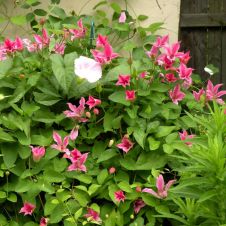 Клематис Duchess of Albany