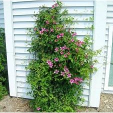 Клематис Duchess of Albany