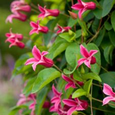 Клематис Duchess of Albany