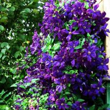 Клематис Polish Spirit