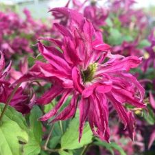 Клематис Rosalyn