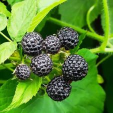 Малина Блэк Джевел