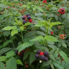 Малина Блэк Джевел