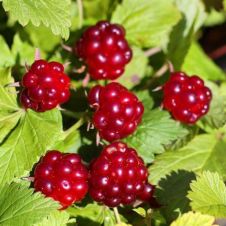 Поляника (Княженика) Astra