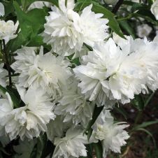 Чубушник Жемчуг