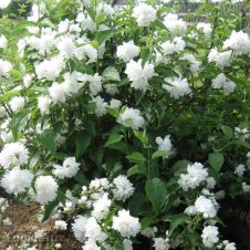 Чубушник Жемчуг