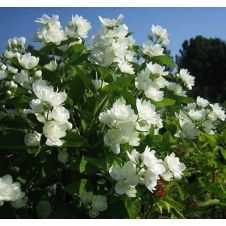 Чубушник Зоя Космодемьянская