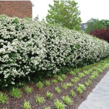 Чубушник Зоя Космодемьянская