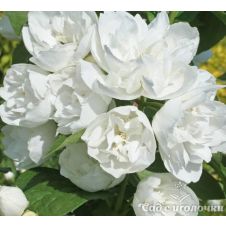 Чубушник Зоя Космодемьянская