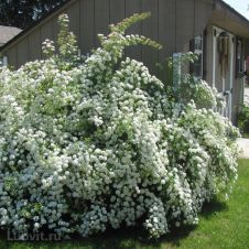 Чубушник Снежная Буря