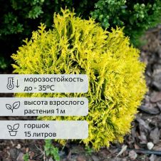Туя западная Даника Ауреа С15