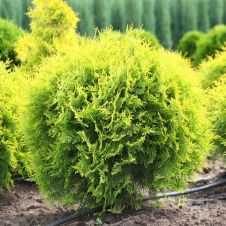 Туя западная Даника Ауреа С15