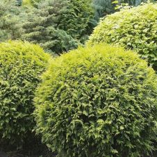Туя западная Даника Ауреа С15