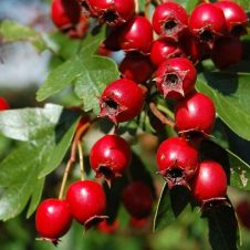 Боярышник Кроваво-красный С2