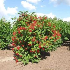 Калина обыкнвенная С2 - 3